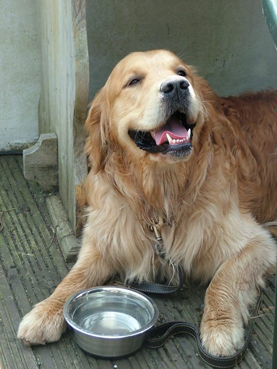 PaulDuncan67's tweet photo. 6 Years today I had to say goodbye to my beautiful #GoldenRetriever boy Ben. Gone at nearly 14 but he will never be fogotten.
The greatest character I have ever known, literally. Love you always 'Big Ben' 'Golden Boy' 'Pudding Head' 'Sausage' (etc!).
Miss you big lad. X 
❤️ https://t.co/icyhqs5GXD