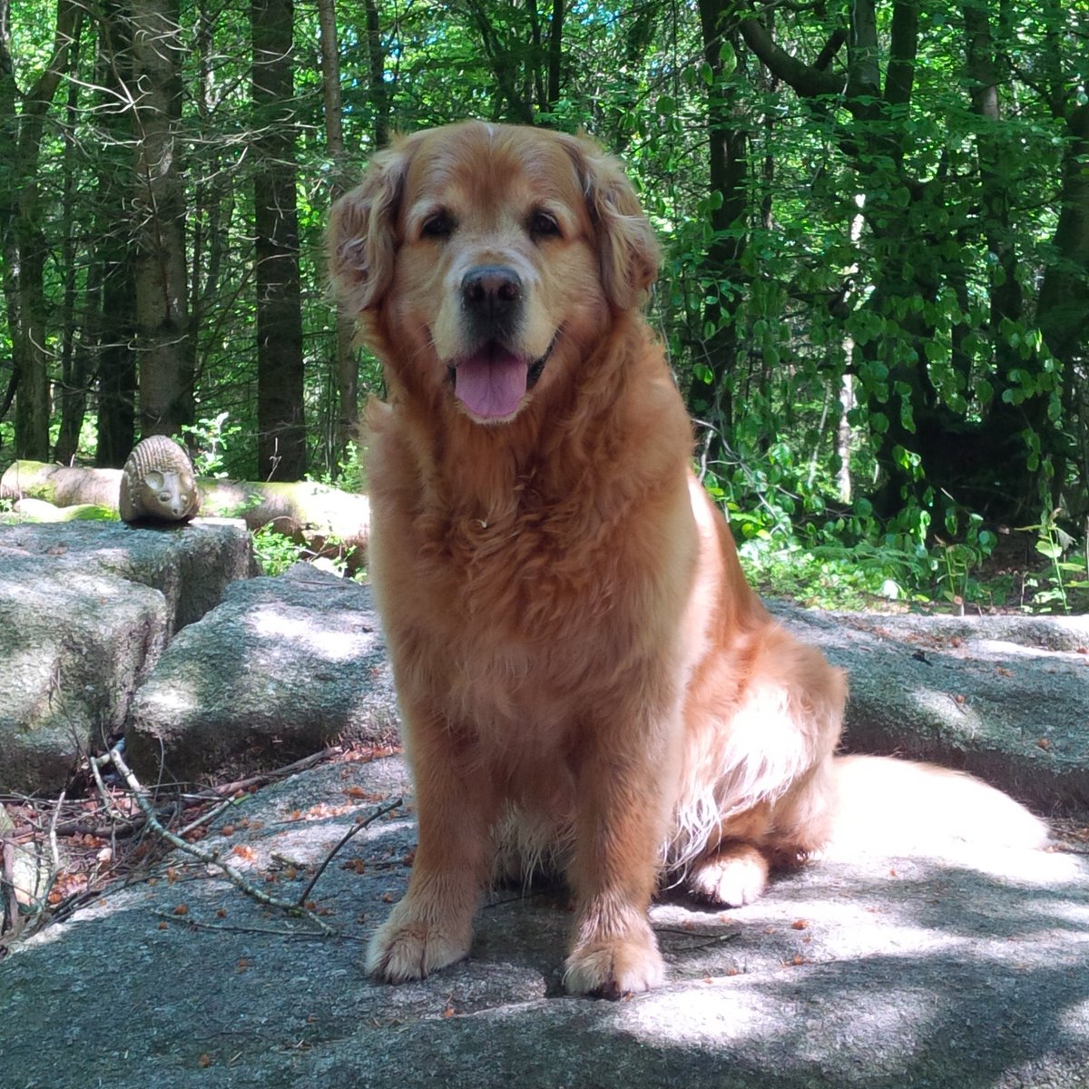 PaulDuncan67's tweet photo. 6 Years today I had to say goodbye to my beautiful #GoldenRetriever boy Ben. Gone at nearly 14 but he will never be fogotten.
The greatest character I have ever known, literally. Love you always 'Big Ben' 'Golden Boy' 'Pudding Head' 'Sausage' (etc!).
Miss you big lad. X 
❤️ https://t.co/icyhqs5GXD