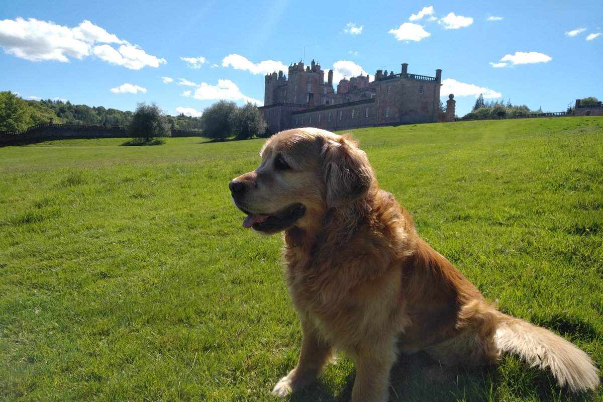 PaulDuncan67's tweet photo. 6 Years today I had to say goodbye to my beautiful #GoldenRetriever boy Ben. Gone at nearly 14 but he will never be fogotten.
The greatest character I have ever known, literally. Love you always 'Big Ben' 'Golden Boy' 'Pudding Head' 'Sausage' (etc!).
Miss you big lad. X 
❤️ https://t.co/icyhqs5GXD