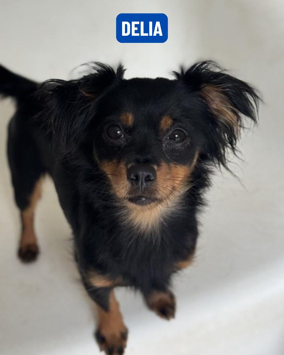 FBB_Officiel's tweet photo. FBB : 20 chiens et 9 chats viennent de trouver un foyer.

En cette période estivale souvent marquée par les abandons, ces adoptions sont une très bonne nouvelle. Malgré  les procédures d'adoption strictes de la FBB, 29 familles ont franchi le pas depuis le début des vacances.

Merci à chacune d'elles d'offrir un foyer à un être qui a connu le pire, maltraitance ou  abandon, et qui mérite désormais le meilleur ; cet élan du cœur libère également une place essentielle pour accueillir de nouveaux sauvetages.

Découvrez tous les adoptés de la semaine, chaque lundi, en story !