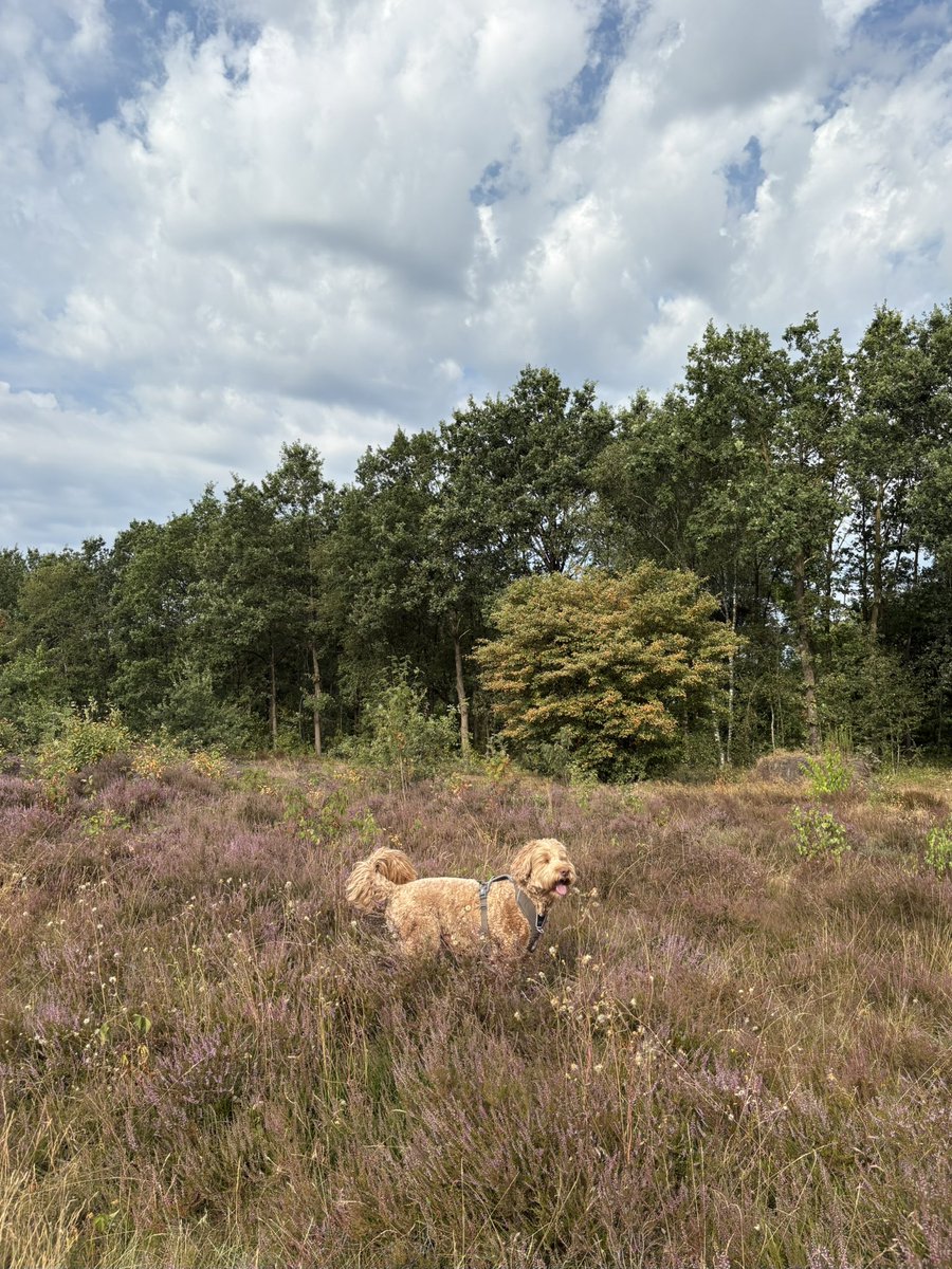 StephanvanHuis's tweet photo. 08.30 uur Maandagochtendrondje #holger #GroevenbeekseHeide #Ermelo #pp https://t.co/L4Nvn4w07X