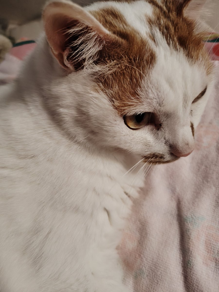 mikaring_92's tweet photo. 猫3が猫1のご飯を横取りしなくなった。横でお座りして見てるだけ。えらいぞ！
＃保護猫　
＃猫のいる暮らし https://t.co/RFD4Zs1zZG