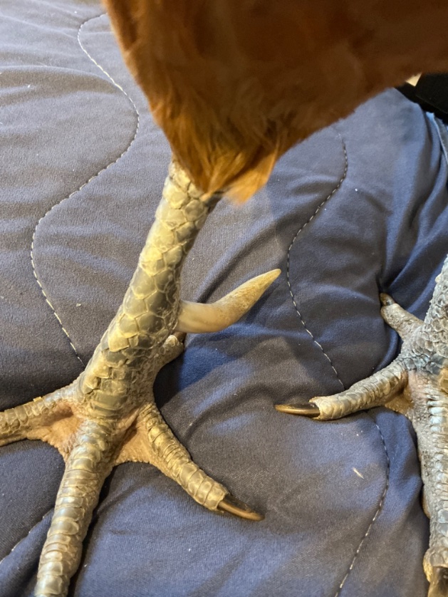 fungibird's tweet photo. にわとりがおろしたてのシーツをフケ散らかして絶望していたが蹴爪がディアブロスみたいで興奮した写真 https://t.co/O2MjD0BQm3