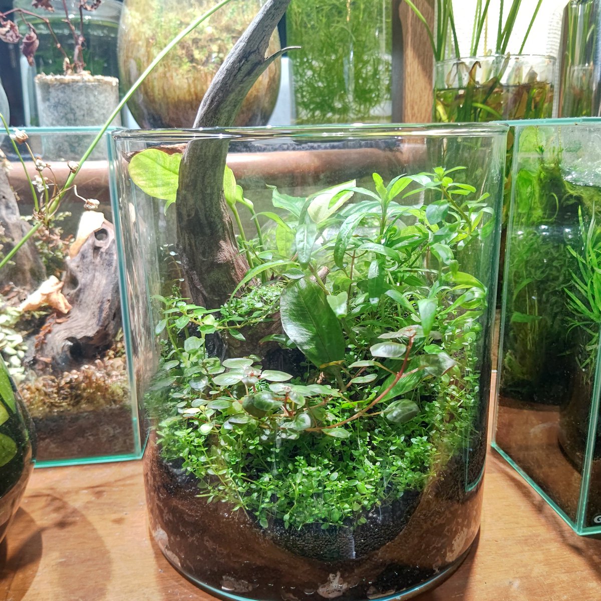 ba7mania's tweet photo. この入れ物で佗び草エキノをシンプルに育てたい！
と思ったらエキノMIXがメーカー欠品とのことで仕方なく作ったエキノメインの佗び草風テラ

草の調子はいいけども
メインのエキノは埋もれるわ
適当に突っ込んだアヌビが主役っぽくなるわ

これ作った直後にエキノMIXが普通に再販になるわと散々() https://t.co/rigtLMw0vo