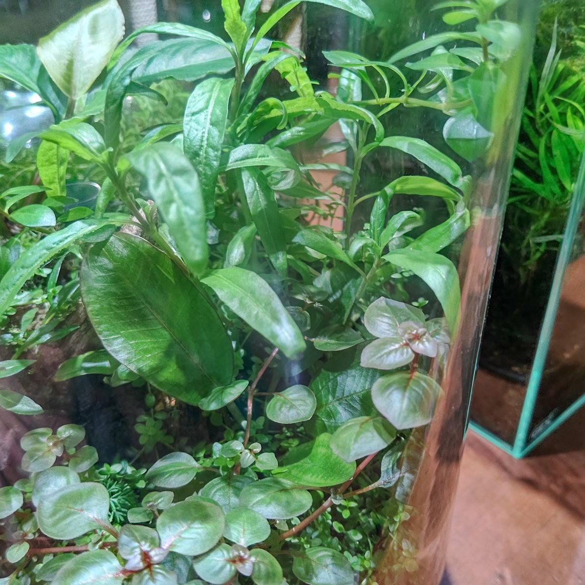 ba7mania's tweet photo. この入れ物で佗び草エキノをシンプルに育てたい！
と思ったらエキノMIXがメーカー欠品とのことで仕方なく作ったエキノメインの佗び草風テラ

草の調子はいいけども
メインのエキノは埋もれるわ
適当に突っ込んだアヌビが主役っぽくなるわ

これ作った直後にエキノMIXが普通に再販になるわと散々() https://t.co/rigtLMw0vo