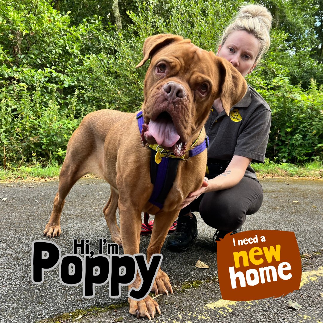DT_Ilfracombe's tweet photo. Poppy is an absolute pleasure to spend time with. 💛🐶💛

Poppy is a pretty six-year-old Dogue De Bordeaux looking for a loving home. 
📍@DogsTrust #Ilfracombe 

👉 https://t.co/NWfsshdhlv 

#ADogIsForLife #AdoptADog https://t.co/OMKpHogAP8