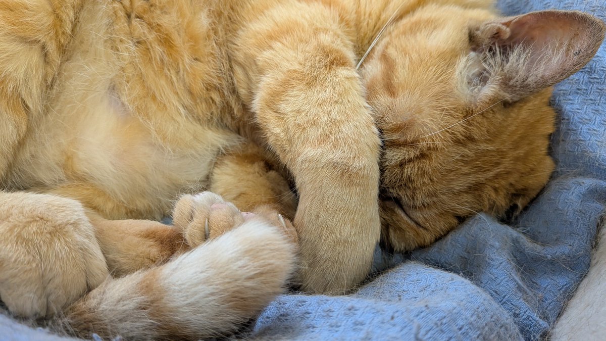 猫番長 (@nekobancho) / Posts / X