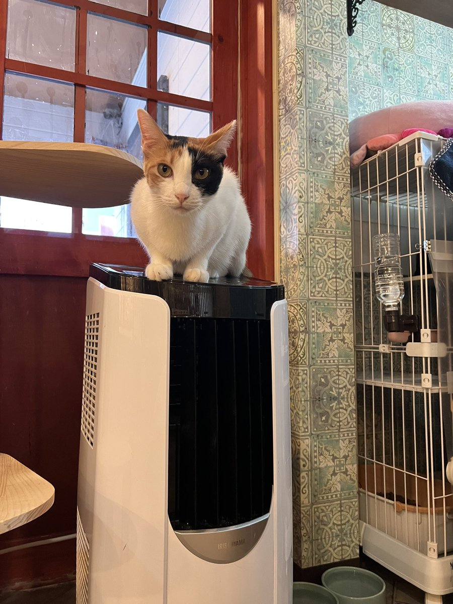 kimikahayakawa's tweet photo. 暑い、暑い、と言っていたら、あっという間に8月になっていました。

8月のネコヨガは、8/8（土）と8/22（土）です。
zoomを使ったオンラインと店内参加者を募集中です。
ゆるゆるなネコヨガで暑さを吹き飛ばそう！
8月もよろしくお願いします。

https://t.co/Bqxry4SJMq https://t.co/7beaN6CpjG