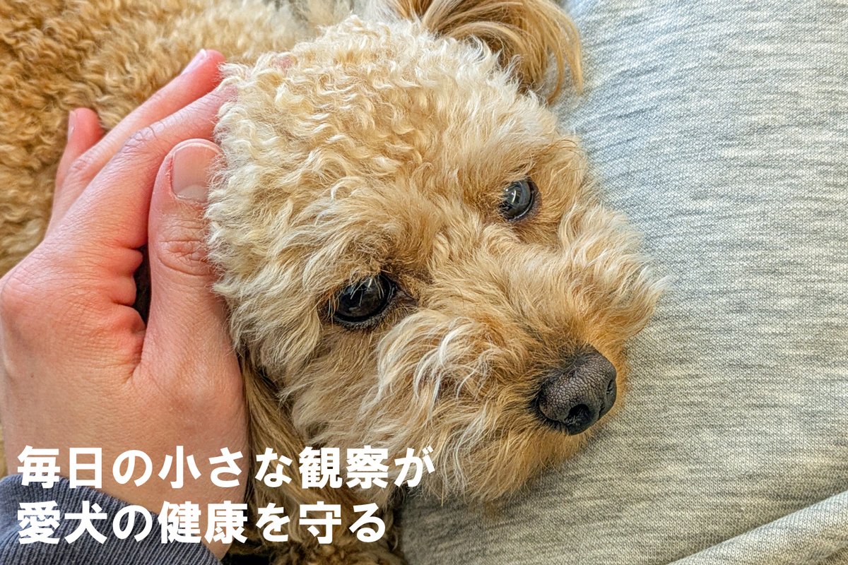 E1vTk's tweet photo. 愛犬の健康は、毎日の小さな変化に気づくことから始まります。食事や睡眠、水分補給、鼻の状態、便、体重など、健康管理で確認したいポイントを分かりやすく解説。病気のサインや関連記事もまとめた保存版ガイドです。

https://t.co/QBV9EtUghO https://t.co/mi2lReZpYH