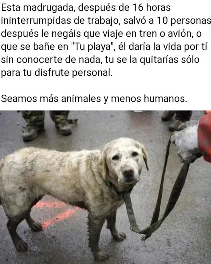 harryelsocio's tweet photo. Vivan los perros policías, y los de rescate, y los mastines con carlanca de pinchos defendiendo al rebaño de los lobos, y los perros de los siegos. Vivan los perros de trabajo y los de compañía. Gracias infinitas aunque no me lean. Y cárcel para cualquier hijo de puta  que los maltrate.