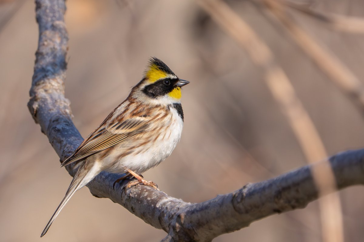 MamoruPhoto's tweet photo. ぷっくり
location: hokkaido japan 

基本的には北海道では冬鳥みたいなんだけど、冬はあまり見かけない。秋とか春の渡りの途中に平地でちらっと見る。
でも1週間くらいいてくれるサービス旺盛なんだよなー

#ミヤマホオジロ #北海道 #野鳥 #これソニーで撮りました https://t.co/zxz6yUn6z8