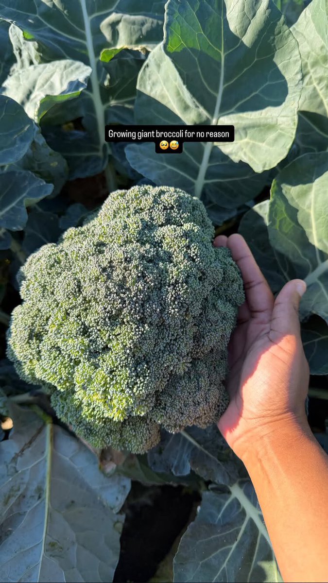NomceboMasilel2's tweet photo. You can tell a lot about a person by how they care for what’s in their hands. Onezwa’s garden is nutritious and her livestock is healthy. She grows,raises,butchers and forages. This is definitely a food love story. What a woman🙌🏾🥹🌱🌾😍👏🏾 https://t.co/QMSljzOmxU