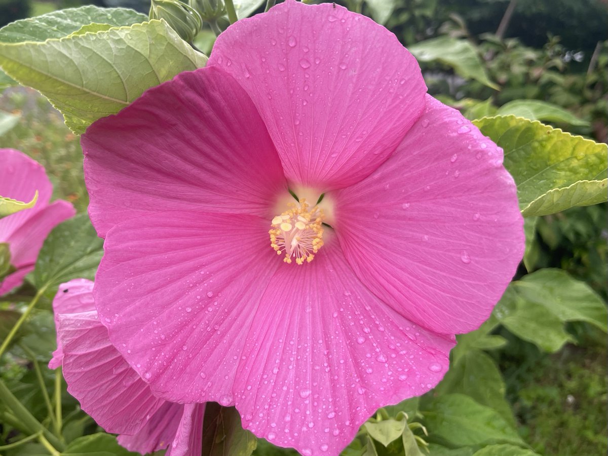 BlacksWeather's tweet photo. A huge (plate size), but soggy Hibiscus bloom I spotted yesterday while dodging showers. It’s still wet this morning with risk of thunderstorms, then a 40% chance of showers. High 22°. Wind N 30 with gusts near 50. Low 14°. The sun returns tomorrow. High 28°. More sun Wed &amp; 28°. https://t.co/vabAY4cFhT