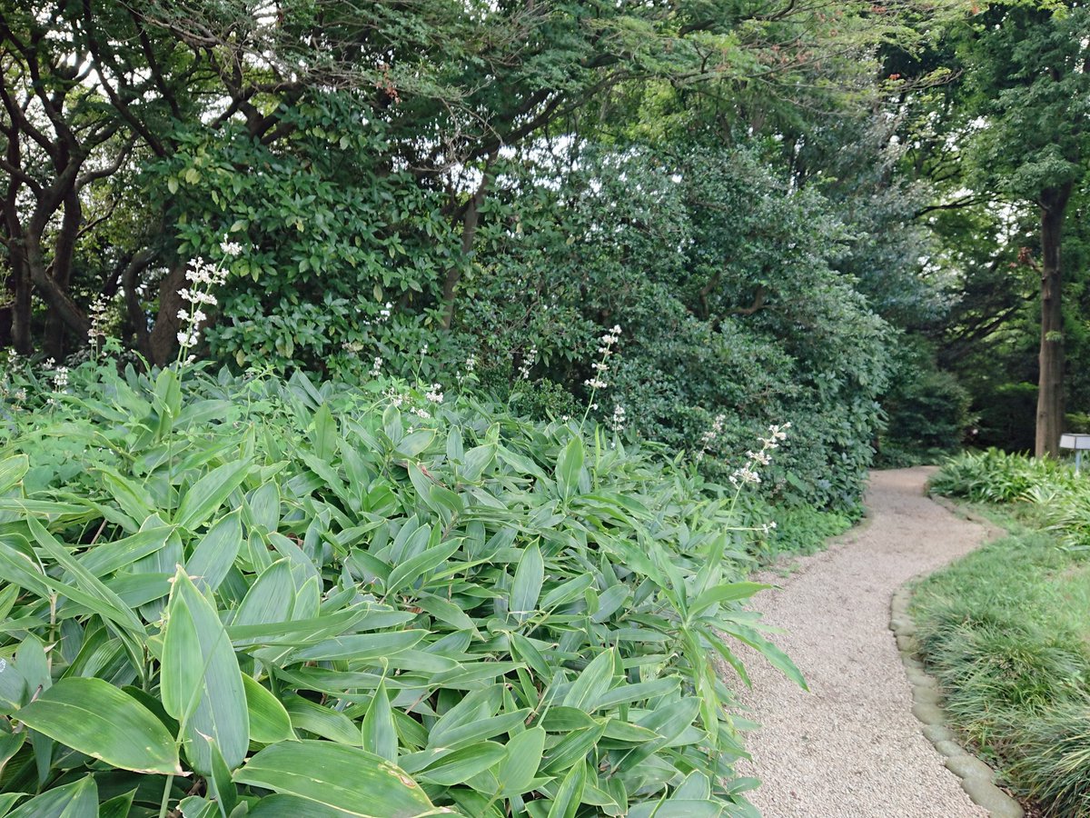 mysterysnack1's tweet photo. 5th week of July #StateGuestHouse #AkasakaPalace #Yushintei
藪茗荷 "Pollia japonica"
*Guided tours only / Advance reservation & fee required (No indoor photos)
#beautifulplantsinTokyo #Summer https://t.co/fYe00lmWCq