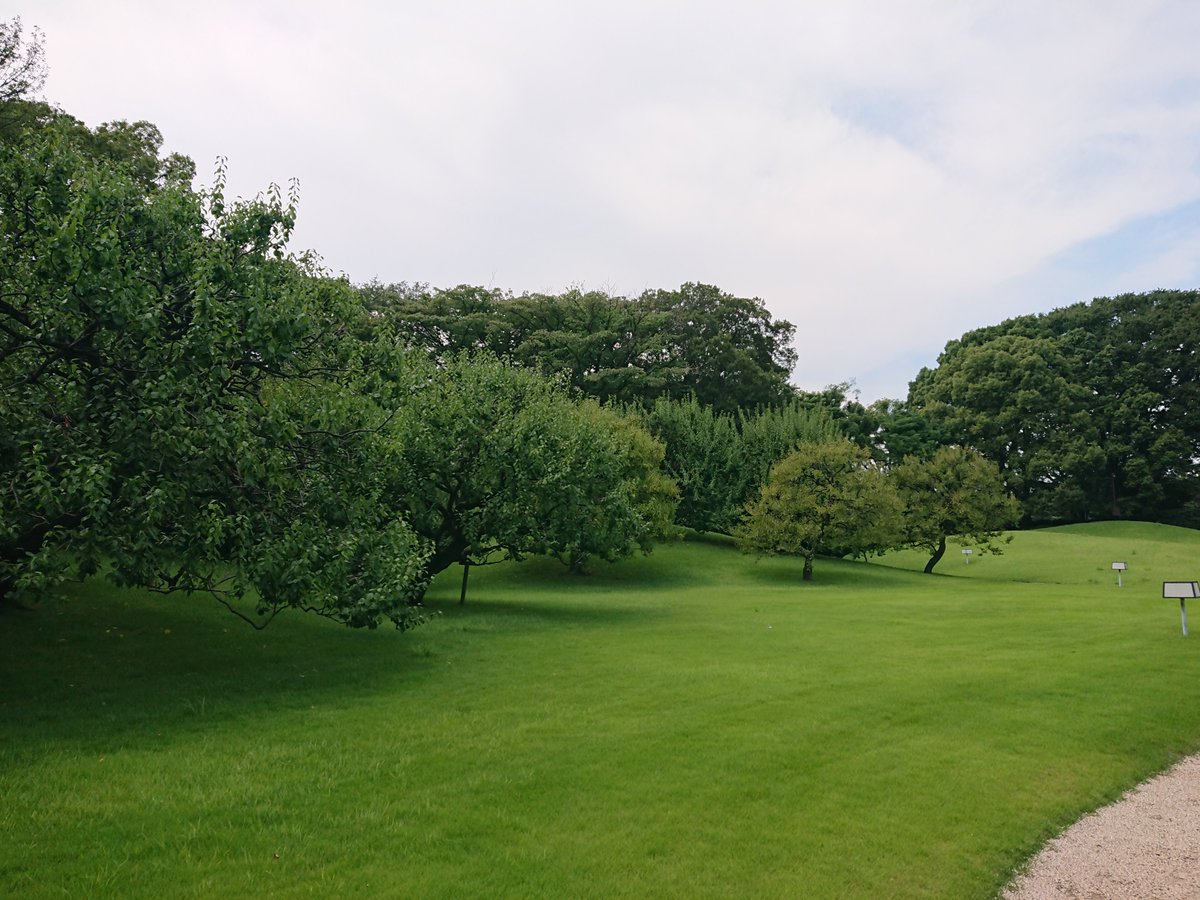 mysterysnack1's tweet photo. A beautifully manicured artificial hill with plum trees.
It features 5 red and 18 white plum trees blooming in February.
While grassy areas existed in ancient gardens, such turf-covered hills became popular in the mid-Edo period.
#StateGuestHouse #AkasakaPalace #Yushintei https://t.co/yThPk1MFYr