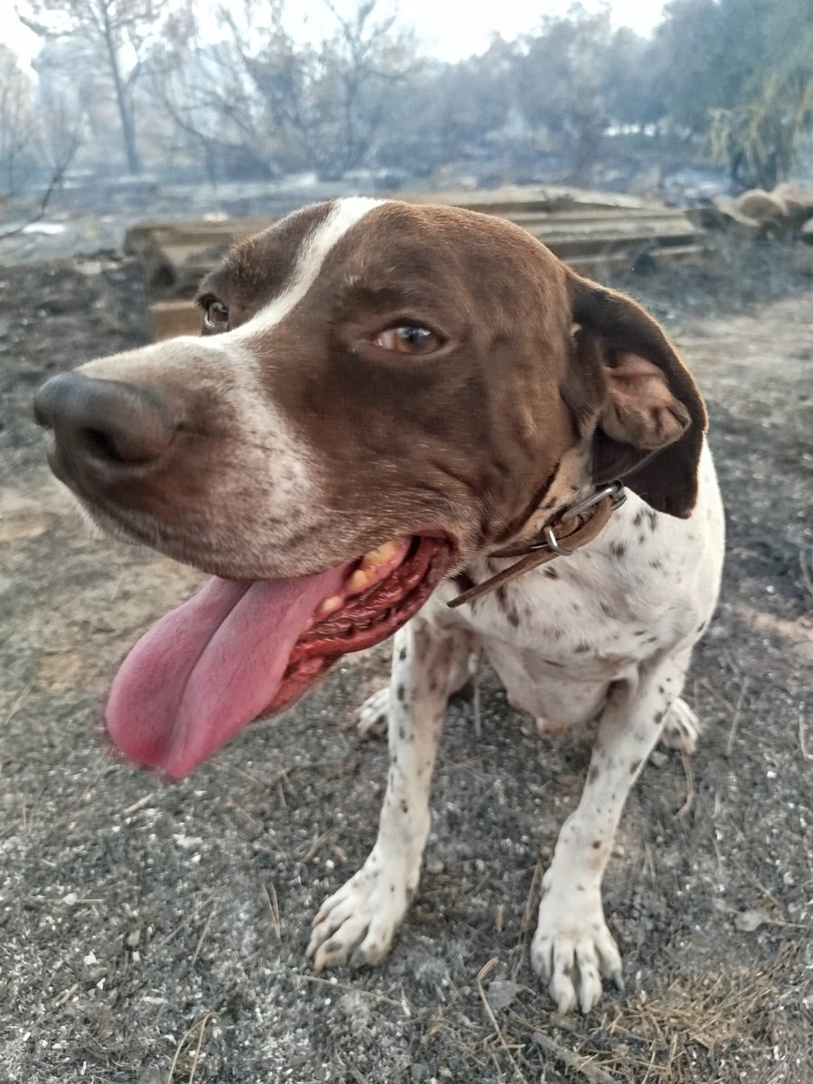 PallaresBlasco's tweet photo. A desaparecido, el perro de mi hermano, se hace llamar Goku, si alguien de Artana o Alrededores lo ve, que me diga algo!! #iflavallduixó ⚠️ URGENTE ⚠️ https://t.co/q9ea5RPyay