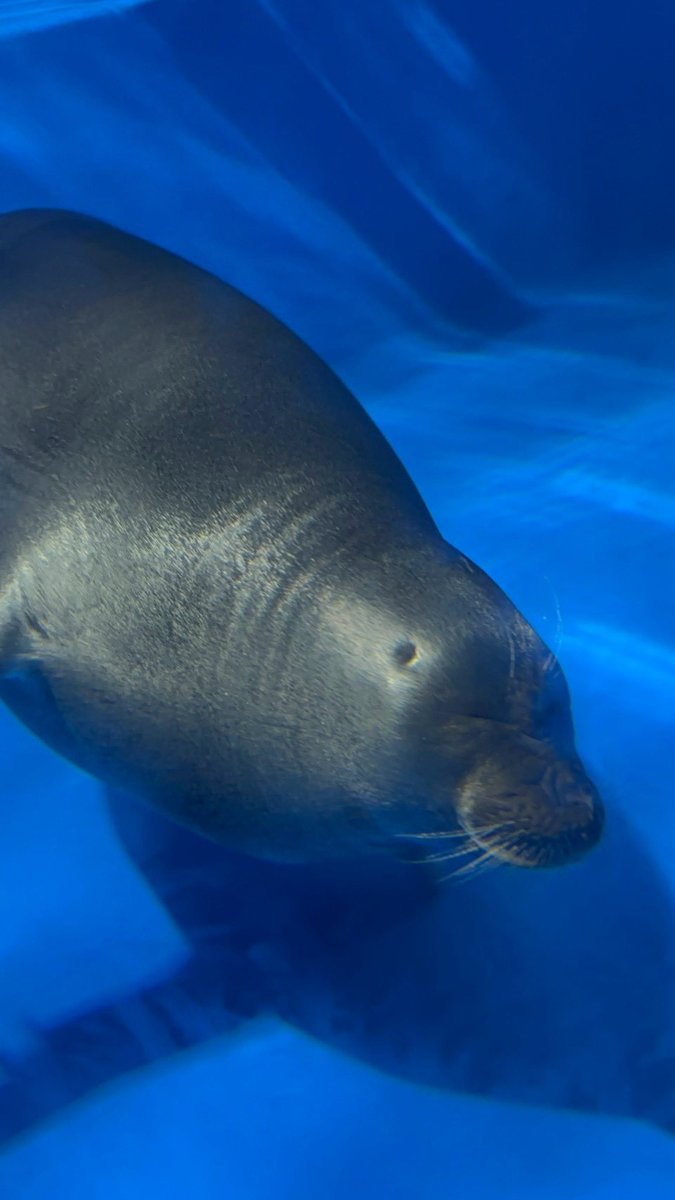 reareaspoon's tweet photo. ぬーーーんって顔

この前行った水族館にいたこ https://t.co/B13devecDC