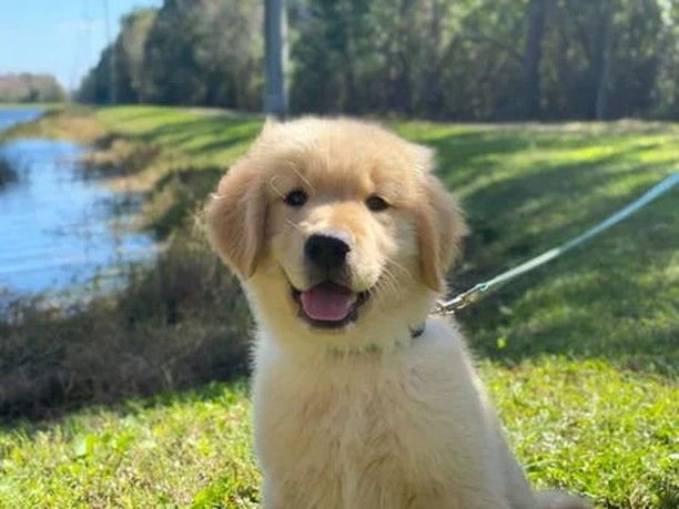 puppies_video's tweet photo. What would be name him https://t.co/yzVqyg6Tsr