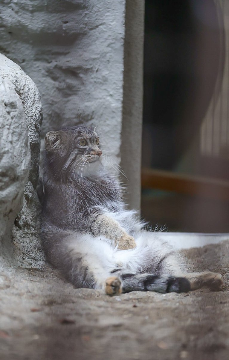 Rockleohana's tweet photo. 今日も1日お疲れ様でした𓂃𓂂ꕤ*.ﾟ

#マヌルネコ   #フィーガ   #pallascat
#野毛山動物園 https://t.co/JI62PP5SEr
