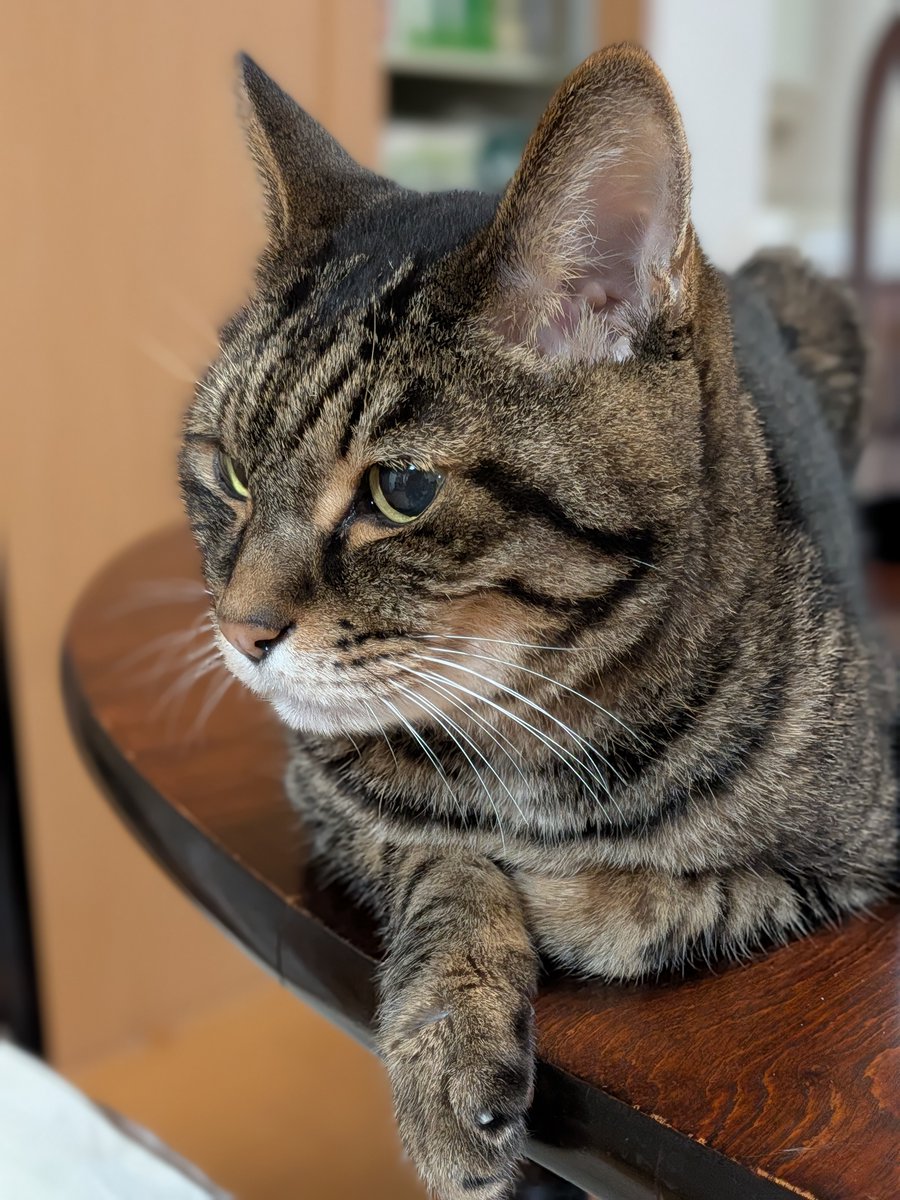 xylocopal's tweet photo. キッチンで行き倒れる今日のチマ猫。
呼吸を確認するまで、ホント心臓に悪い。

自分と同じ末期腎不全。
猫の腎不全は尿を濃縮することができなくなり、��い尿を大量に出す。
その結果、脱水するので一日おきの補液を行っている。
人間とは逆。
一時、食事ができなくなったが、駄目元で打ったステロイドが効き持ち直した。

一方の自分は尿出ず、汗出ずで身体に水が溜まるばかり。
休針日2日目、シャワー時体重を測るとすでにDW＋3.7kg。
血管ダボダボ。
明日の計量時には4kg超えそう。
せめて汗が出てくれたらなあ。

#チマちゃん #チマ猫 #シニア猫 #腎不全猫
#人工透析 #透析