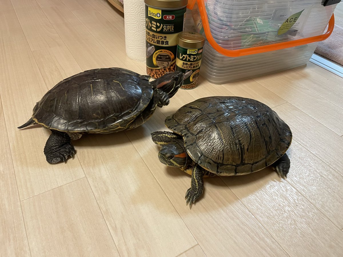 ただいま〜😊🐢🐢🐢🎶 ＃ミドリガメ ＃爬虫類