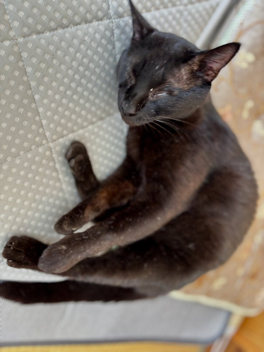 koboyukari's tweet photo. 同居者が1名増えました✨✨

数年前からは、黒猫のクロちゃん🐈‍⬛

昨日からは、アマガエルのケロちゃんが🐸

ケロちゃんはお風呂場の浴槽の縁にずっと居て、昨夜も今夜も一緒にバスタイムを過ごしています😅🌿 https://t.co/TpacazDw8v