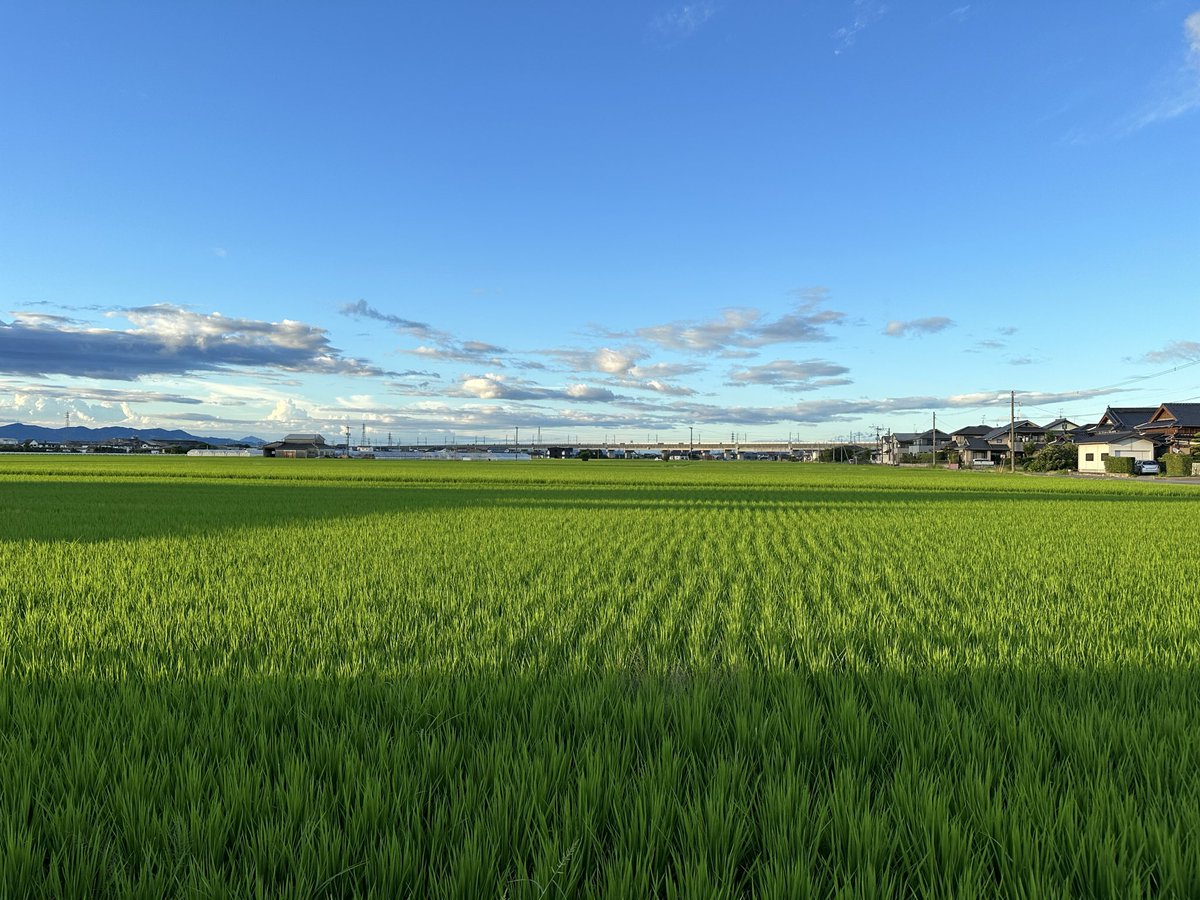 zahaawa's tweet photo. 線路がダメで、被災状況を見に行けないまま1週間。
近所の人に覗いてもらったら、家に入れる状況ではないらしい。
通電火災の可能性もあるから、九電さんに電気の供給をやめてもらいました。

じーちゃんがいる仏壇も、、あと少し待っててね。
八代はとても綺麗な町です！ https://t.co/ZDSIgaKEQQ