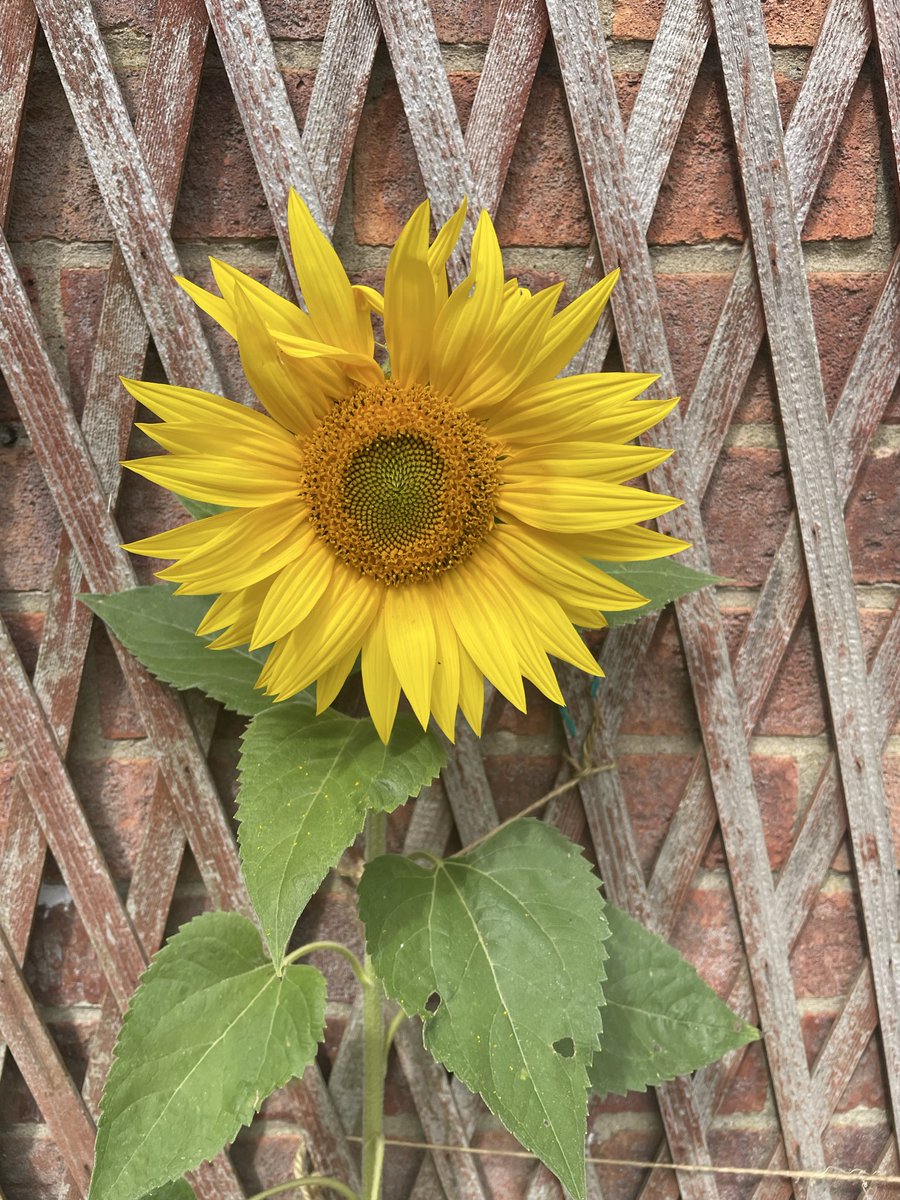 debs270's tweet photo. Beautiful Sunflower attracting lots of bees
#BunchesSunshine https://t.co/VhHS1qGH13