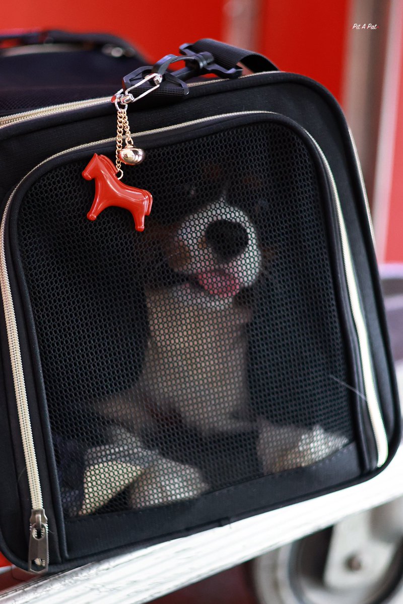 PitAPat1020's tweet photo. 260803 HGH🛫

🐶

@patrick_pppat

#PatrickFinkler #Patrick
#แพทริค #เจ้าปลาดาว
#尹浩宇 #Patrick尹浩宇 https://t.co/SqKWDWp3Ln