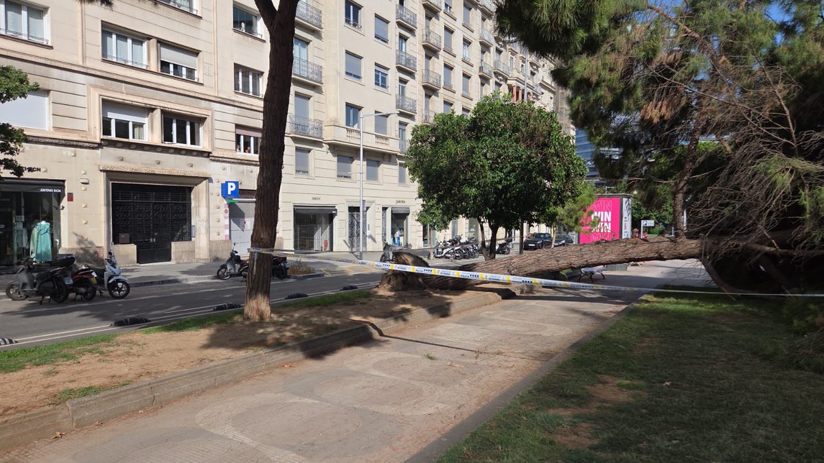 VOXSarria's tweet photo. Un arbre ha caigut a l'Av. Pau Casals. Els veïns feia temps que alertaven del mal estat de l'arbrat. #SSTG
Hem registrat un prec exigint una inspecció tècnica urgent de l'arbrat i actuacions necessàries abans que haguem de lamentar una desgràcia. 🌳⚠️ https://t.co/8mEhQ3mGS0