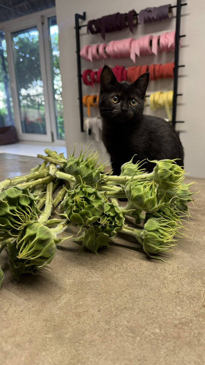 nastasikk13's tweet photo. Друзі, котик все ще шукає дім🥺 https://t.co/MX0Pf8UKDb