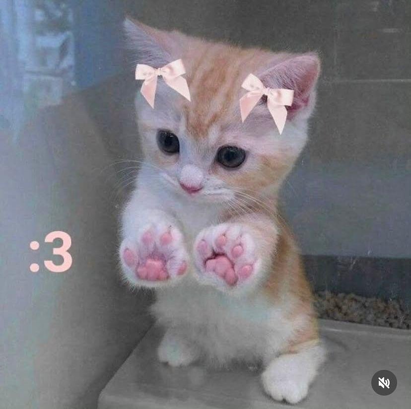Catsillyness's tweet photo. https://t.co/zi8x6Fxkhd