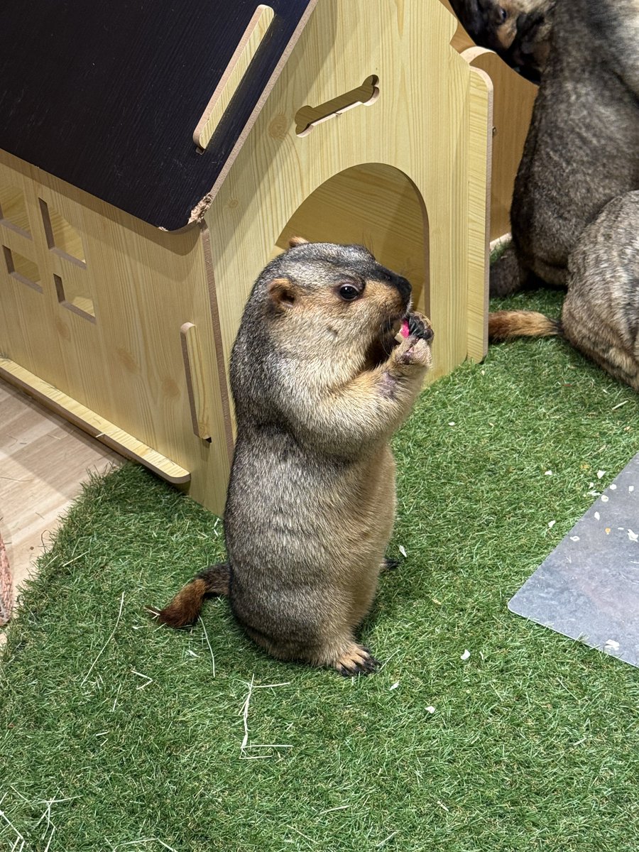 dr_marmot_'s tweet photo. さすがにアイドルすぎるマーモット https://t.co/JxlX4J5cF9