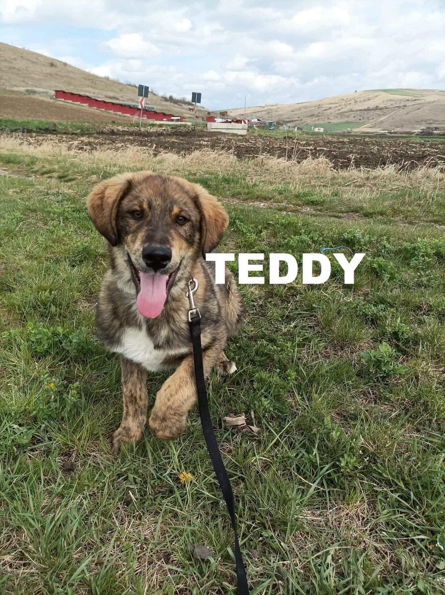rescuedoggypaws's tweet photo. Since arriving in the UK Teddy has already met new people and has been incredibly friendly with both men and women greeting everyone with a wagging tail and a gentle nature
ENQUIRY FORM https://t.co/Dd3UguYxDZ
#Worcestershire #Staffordshire #Malvern #Leicestershire #Oadby #Oxford https://t.co/IS7M4hTAT7