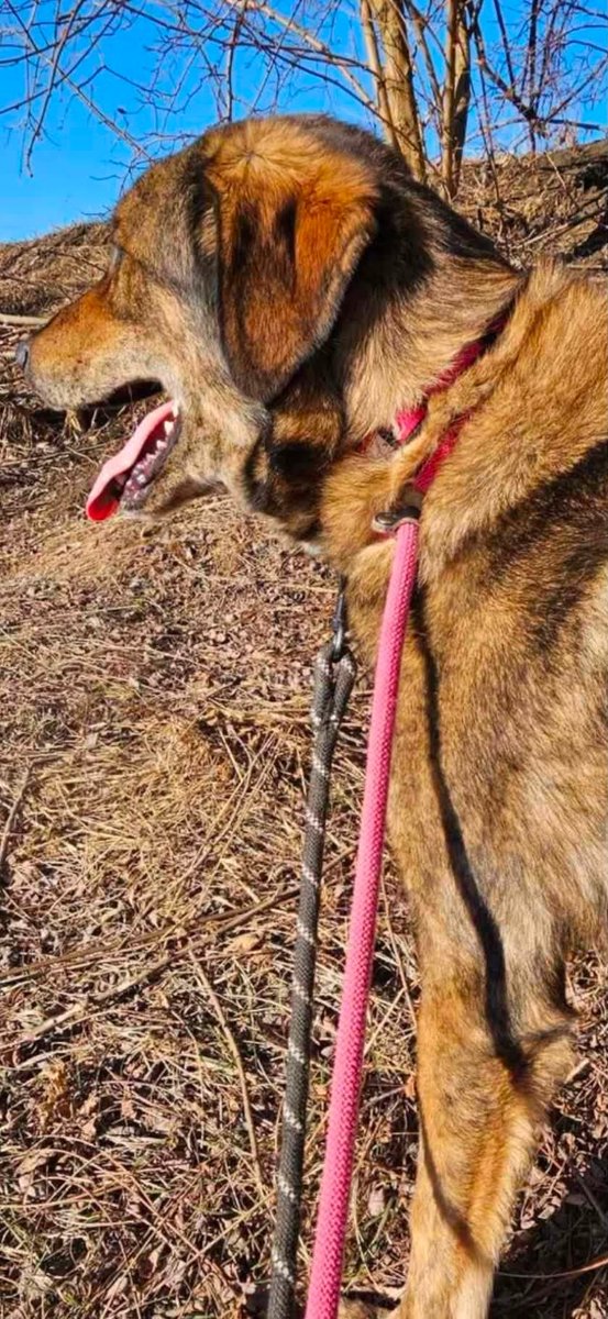 rescuedoggypaws's tweet photo. About Teddy
Nearly 4 yrs old
Large breed male
Friendly with people
Good with other dogs
Teddy is a gentle boy who simply lacks life experience Having never lived in a home everyday things like traffic visitors, vacuum cleaners and stairs are all new to him
https://t.co/Dd3UguYxDZ https://t.co/r0Ob6DOlI4