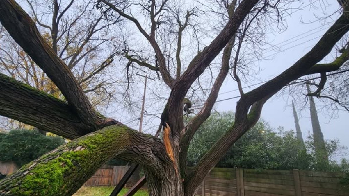 MatiasTree0's tweet photo. Is Your Backyard Ready for the Next Storm?

• Check for weak branches
• Remove dead limbs
• Inspect tree health
• Reduce storm risks

Prepare your trees before severe weather arrives.

https://t.co/iXmkwXBlQ8

#TreeCare #StormSafety #TreeMaintenance https://t.co/pFYQE6tX4x