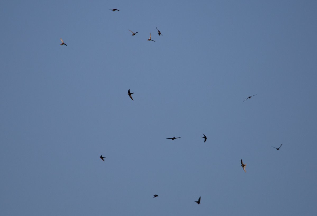 cobcm's tweet photo. #Divulgación | Agosto es uno de los mejores meses para observar el cielo y reflexionar sobre nuestro lugar en el planeta. Desde la lluvia de las Perseidas hasta los vencejos en migración, la Biología está presente. Vía @SEO_BirdLife
#COBCM #divulgación
https://t.co/zxQGFIDkxa https://t.co/1YqnmNSBnT