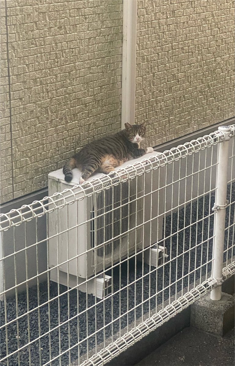 tyahaaaan's tweet photo. みなさんへ　室外機の上で涼を取ってた野良猫見て https://t.co/bS5cR4ZSIQ