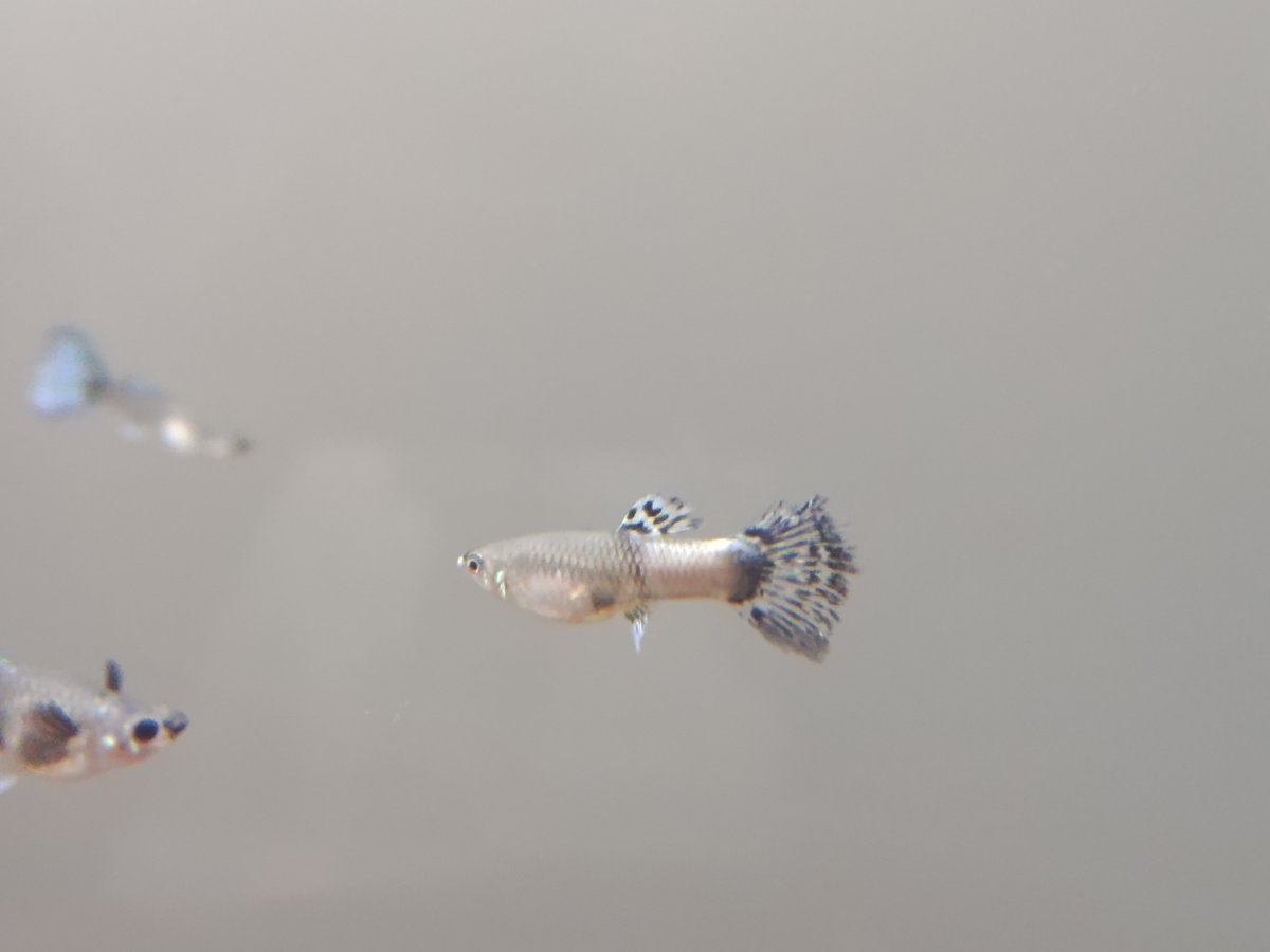 MinikOpucuk's tweet photo. Acil! Bu balığın hastalığı ne, nasıl tedavi edebilirim? 

Urgent! What is this fish's illness, and how can I treat it?

#lapistes #hastalik #tedavi #guppy #illness #treatment https://t.co/BIxKeijg6P