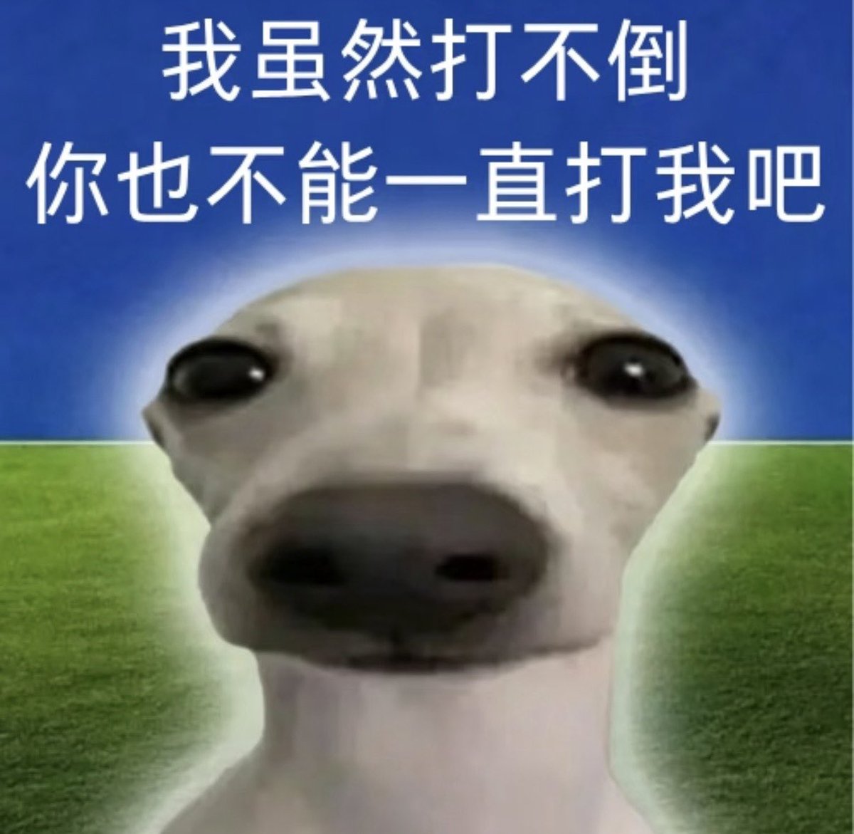 sourapple137's tweet photo. 倒头就是睡，醒来就是吃 https://t.co/1BBKHWQPGk