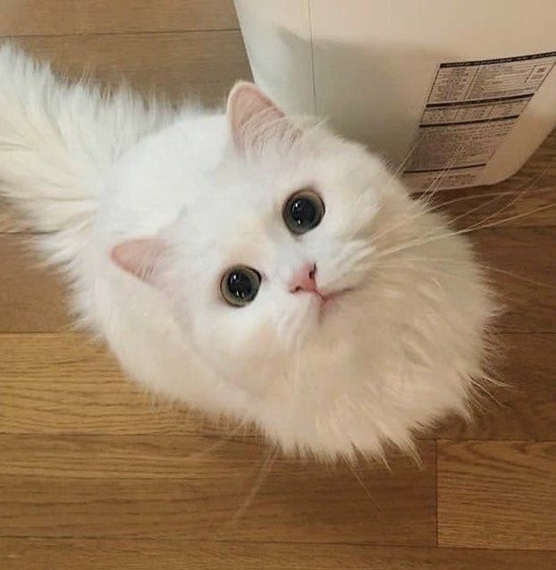 winterjence's tweet photo. เด่กที่เหมือนแมวขาวที่สุดด    ⋆.˚𖦹 🐈🤍*ੈ✩‧˚ https://t.co/U4gBLfe1r0