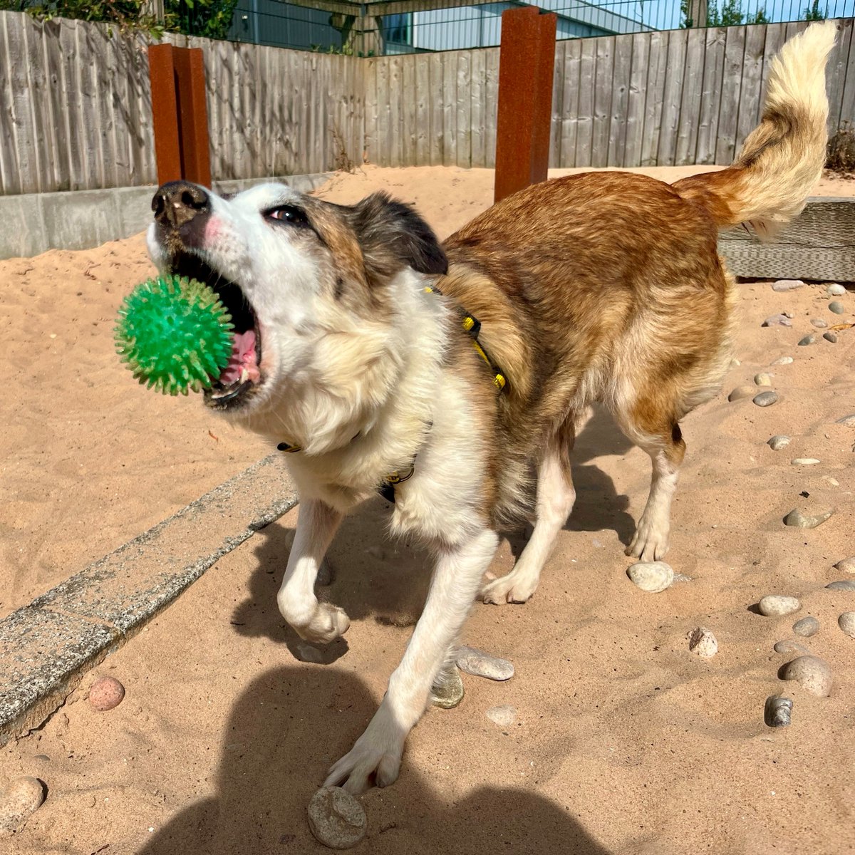 Dogs Trust Cardiff tweet media