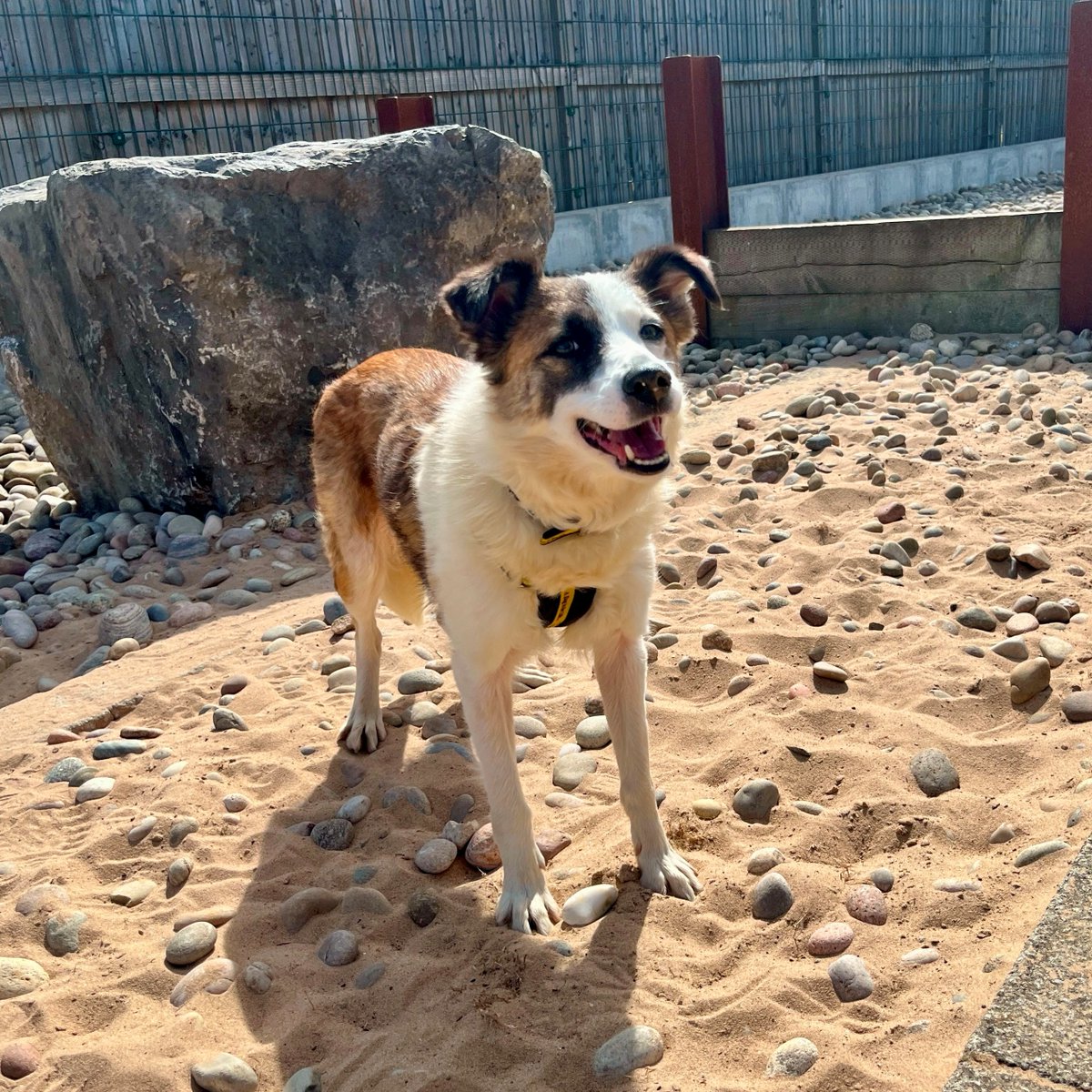 Dogs Trust Cardiff tweet media