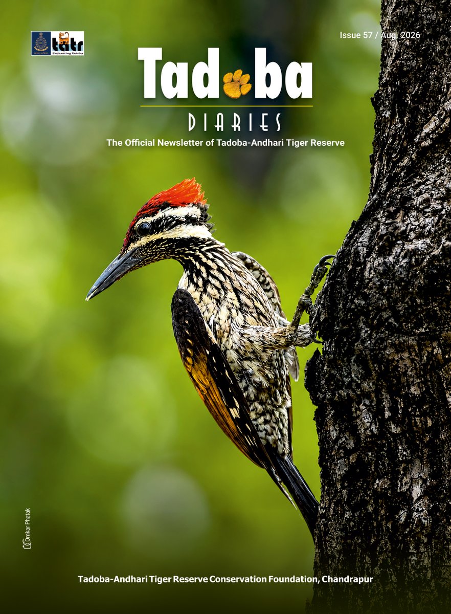 mytadoba's tweet photo. 🐅 The August Edition of Tadoba Diaries is now live!
Explore inspiring wildlife stories, conservation updates, field experiences, and stunning photographs from the heart of Tadoba-Andhari Tiger Reserve.
📖 Read here: https://t.co/KM3xlY4Wze
#TadobaDiaries #Tadoba #TATR https://t.co/3XUlZN4lj1