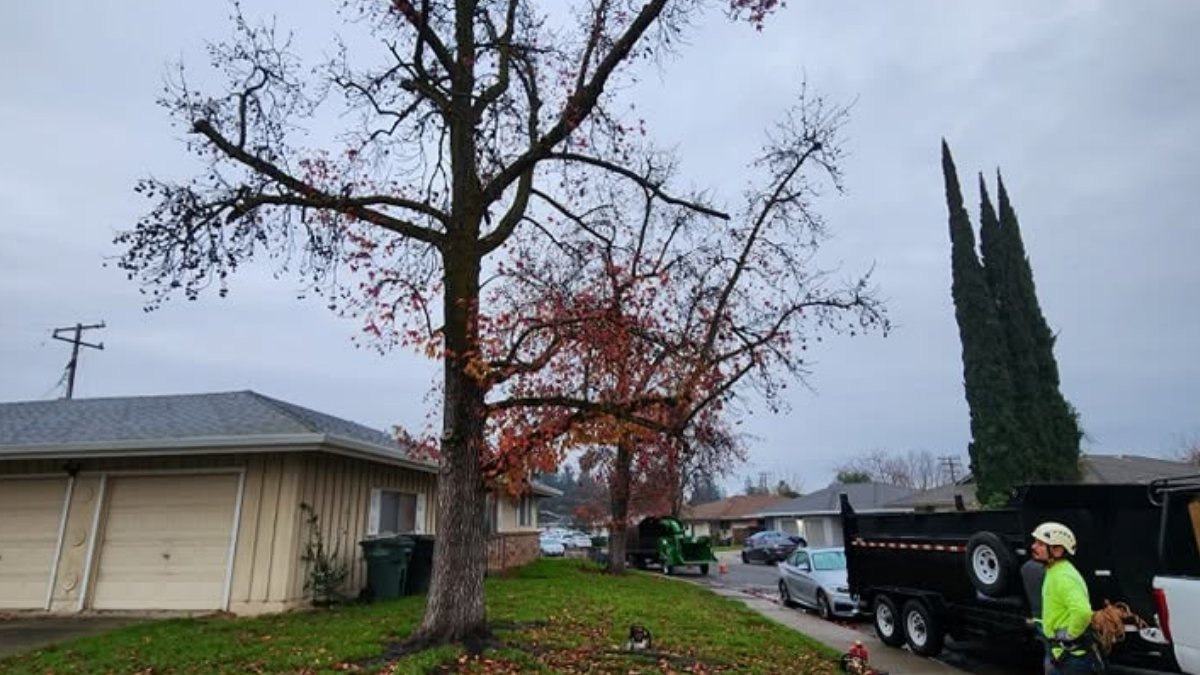 MatiasTree0's tweet photo. Prevent Property Damage With Routine Tree Care

• Remove hazardous limbs
• Maintain healthy trees
• Catch problems early
• Protect your property

Regular tree care helps prevent unexpected damage.

https://t.co/nhnn2Y6O6a

#TreeCare #TreeSafety #PropertyProtection https://t.co/VSWSkksL0n