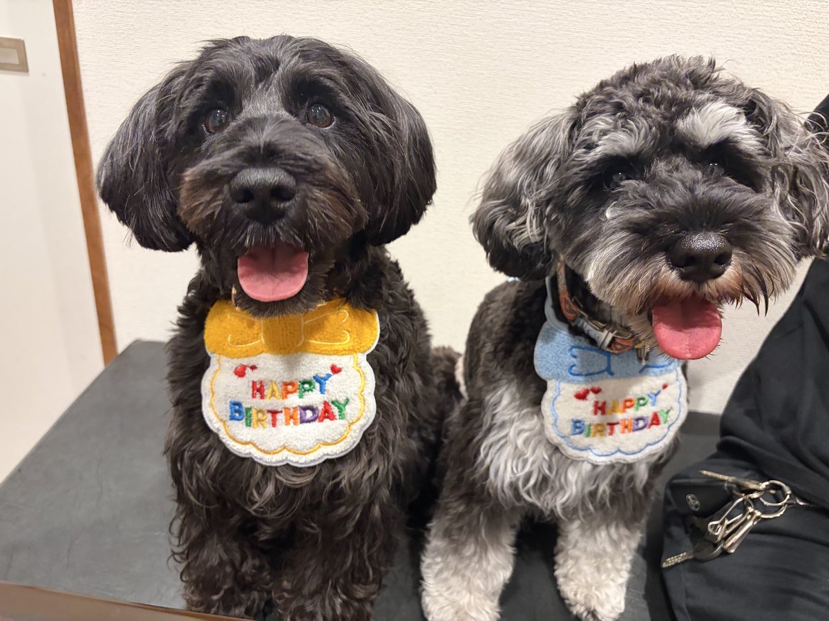 VTR250CBR250's tweet photo. エド&amp;ウル🐶🐶

2歳のお誕生日🎂

犬同伴の焼肉屋さんめっちゃよかった💓
美味しいしおすすめ💫

◎福山　焼肉ちとせ https://t.co/mcZONf45V9