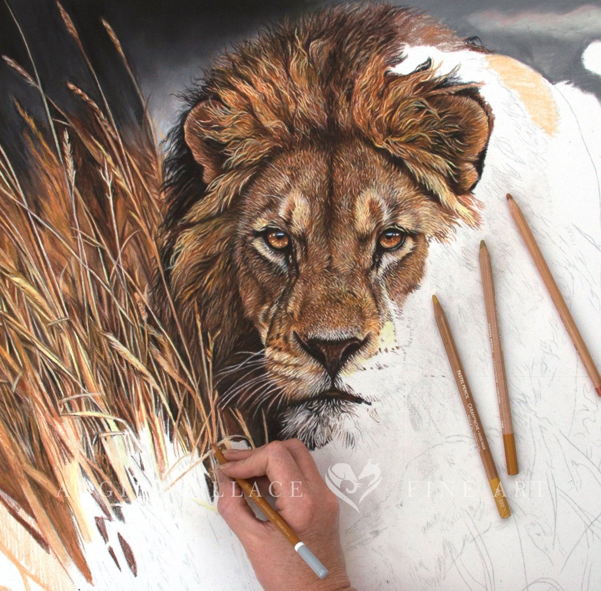 AngieWFineArt's tweet photo. I'm making some steady progress on my Lion today. I can quite honestly say this portrait is very addictive.
Hope you like him so far.  
Original artwork and prints will be available
https://t.co/NvMntMuI9H 
#lion #lionportrait #bigcat #wildlifeart #pastelpainting https://t.co/GOy6V4fdBI