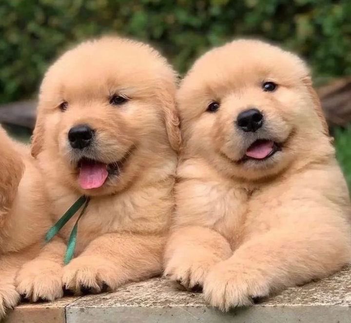 mepuppieyou's tweet photo. อ้วล https://t.co/bo7xwUL297