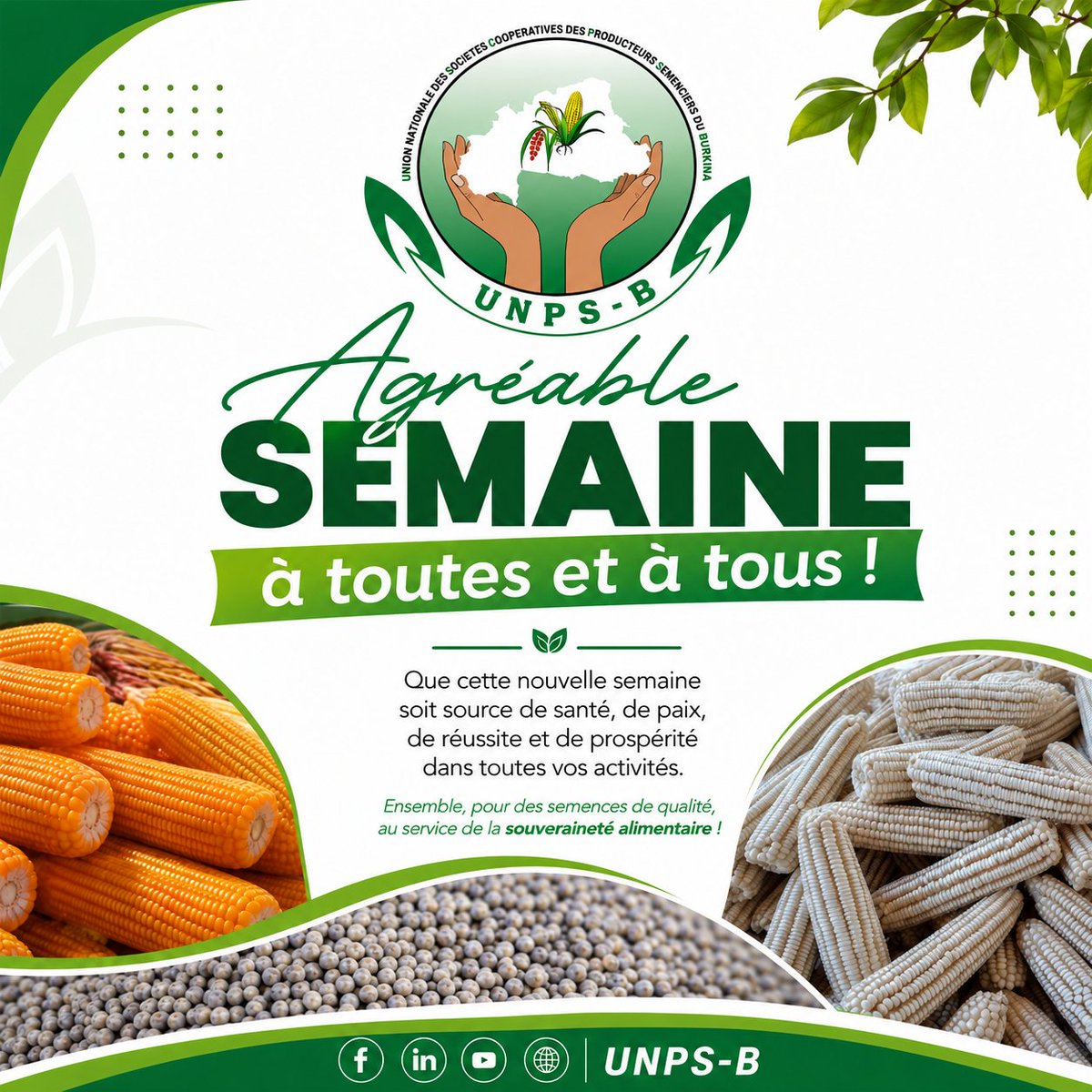 UNPSB4's tweet photo. Agréable semaine à toutes et à tous.
#BurkinaAgriculture  
#SemencesCertifiées    
#UNPS_B    
#Iwili https://t.co/0uizmMD6f2
