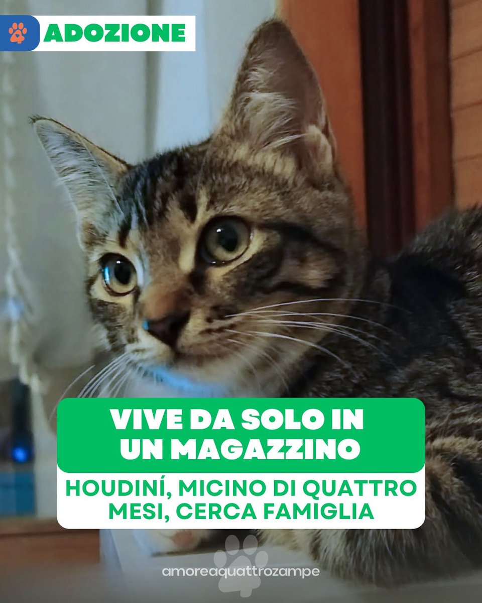 Amore4Zampe's tweet photo. Per informazioni è possibile contattare l'associazione Gatti del Giovenzano tramite messaggio privato oppure all'indirizzo e-mail: [info@gattidelgiovenzano.org](mailto:info@gattidelgiovenzano.org).
L'adozione avverrà previo colloquio di preaffido. https://t.co/IHQ8G3Nrg0
